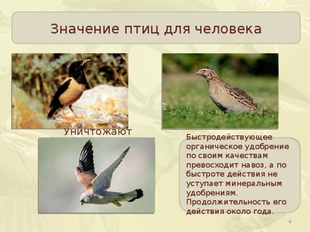 Значение птиц для человека Истребляют насекомых вредителей садов и огородов Некоторые виды птиц являются объектом промысла Птичий помёт используется в качестве органического удобрения Уничтожают мелких грызунов- вредителей и распространителей многих инфекционных заболеваний Быстродействующее органическое удобрение по своим качествам превосходит навоз, а по быстроте действия не уступает минеральным удобрениям. Продолжительность его действия около года.  
