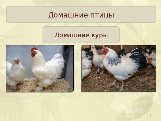 Домашние птицы Домашние куры Яйценосные породы Общепользовательские породы 200-300 яиц в год Леггорн, Юрловские голосистые, русские белые первомайские  