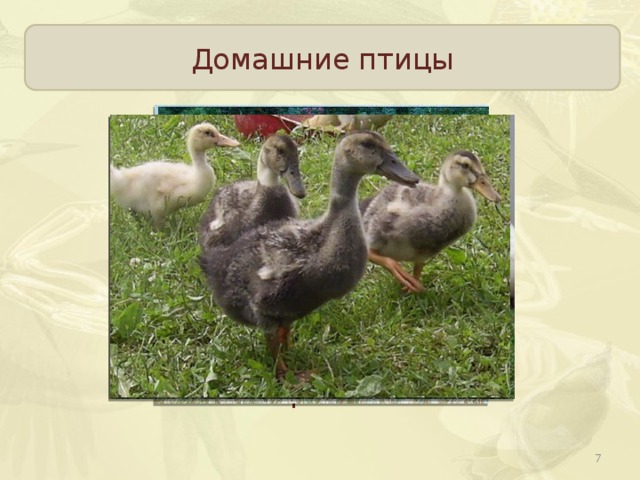 Домашние птицы Пекинские утки, московские белые, украинские Быстро растут, к осени достигают массы более 2 кг Выведены от дикой утки -кряквы  