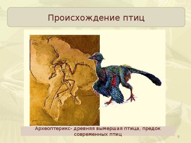 Происхождение птиц Археоптерикс- древняя вымершая птица, предок современных птиц  