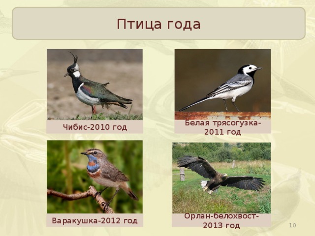 Птица года Чибис-2010 год Белая трясогузка-2011 год Варакушка-2012 год Орлан-белохвост-2013 год  