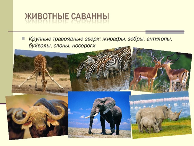 Крупные травоядные звери: жирафы, зебры, антилопы, буйволы, слоны, носороги 