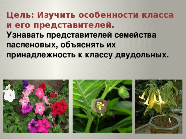 Общие признаки пасленовых впр 7 класс