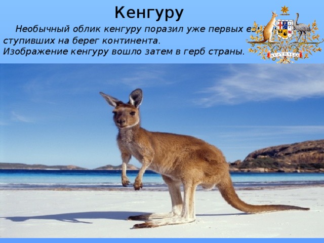 Кенгуру  Необычный облик кенгуру поразил уже первых европейцев, ступивших на берег континента. Изображение кенгуру вошло затем в герб страны. 