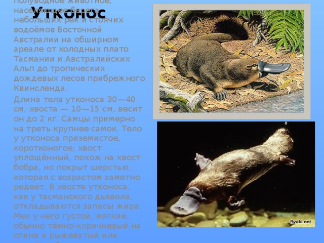 Утконос Утконос — скрытное ночное полуводное животное, населяющее берега небольших рек и стоячих водоёмов Восточной Австралии на обширном ареале от холодных плато Тасмании и Австралийских Альп до тропических дождевых лесов прибрежного Квинсленда. Длина тела утконоса 30—40 см, хвоста — 10—15 см, весит он до 2 кг. Самцы примерно на треть крупнее самок. Тело у утконоса приземистое, коротконогое; хвост уплощённый, похож на хвост бобра, но покрыт шерстью, которая с возрастом заметно редеет. В хвосте утконоса, как у тасманского дьявола, откладываются запасы жира. Мех у него густой, мягкий, обычно тёмно-коричневый на спине и рыжеватый или серый на брюхе. 