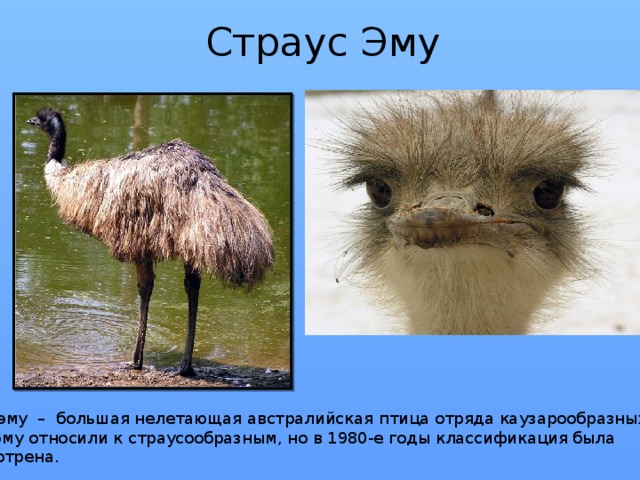 Страус Эму Страус эму – большая нелетающая австралийская птица отряда каузарообразных.  Ранее эму относили к страусообразным, но в 1980-е годы классификация была пересмотрена. 