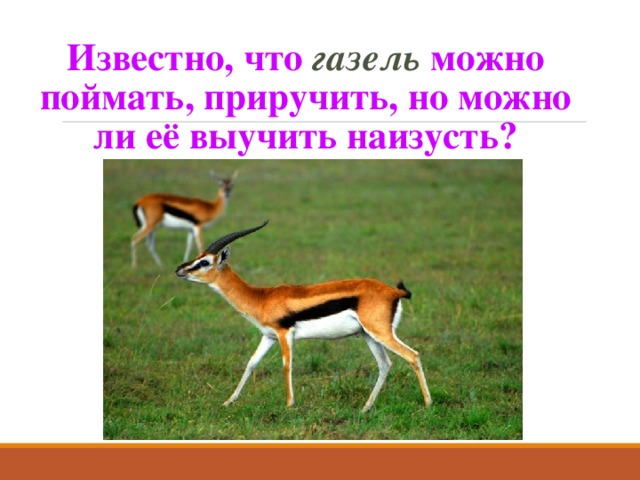 Известно, что газель можно поймать, приручить, но можно ли её выучить наизусть? 