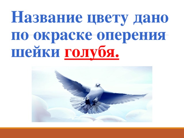 Название цвету дано по окраске оперения шейки голубя. 