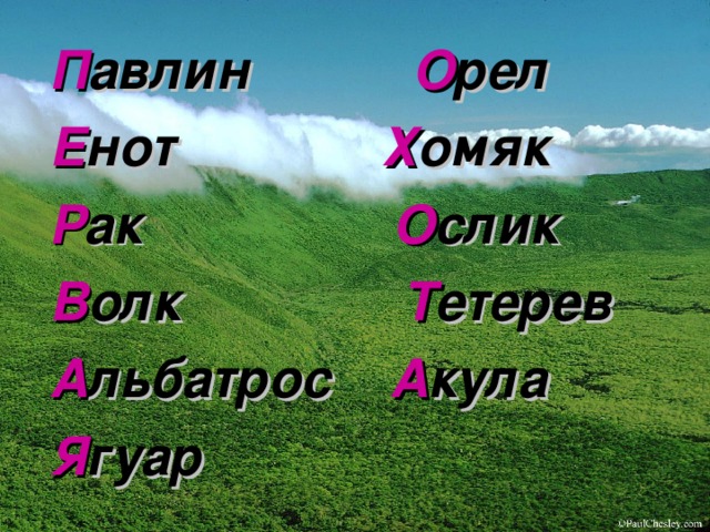 П авлин О рел Е нот Х омяк Р ак О слик В олк Т етерев А льбатрос А кула Я гуар