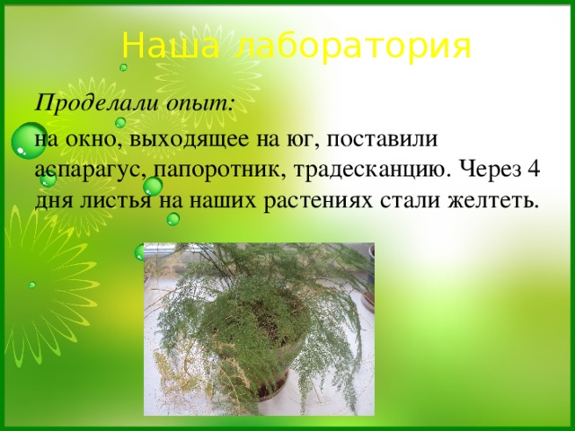 Наша лаборатория Проделали опыт: на окно, выходящее на юг, поставили аспарагус, папоротник, традесканцию. Через 4 дня листья на наших растениях стали желтеть. 