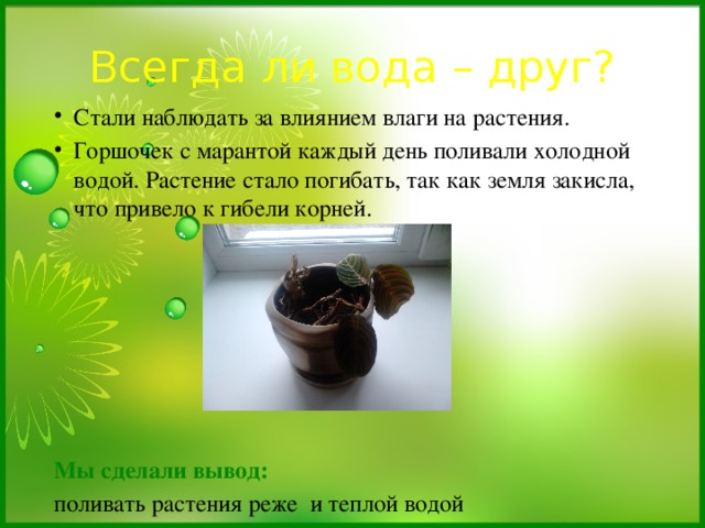 Всегда ли вода – друг? Стали наблюдать за влиянием влаги на растения. Горшочек с марантой каждый день поливали холодной водой. Растение стало погибать, так как земля закисла, что привело к гибели корней. Мы сделали вывод: поливать растения реже и теплой водой 