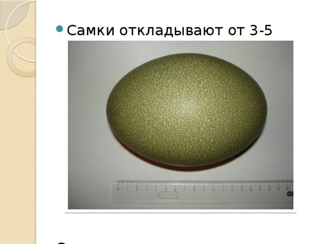 Самки откладывают от 3-5 зелёных яиц Самец высиживает и водит птенцов сам 