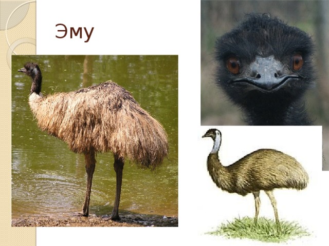 Эму 