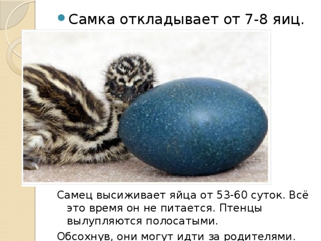 Самка откладывает от 7-8 яиц. Самец высиживает яйца от 53-60 суток. Всё это время он не питается. Птенцы вылупляются полосатыми. Обсохнув, они могут идти за родителями. 