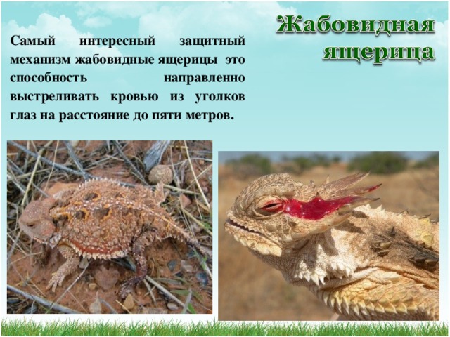 Самый интересный защитный механизм жабовидные ящерицы это способность направленно выстреливать кровью из уголков глаз на расстояние до пяти метров.