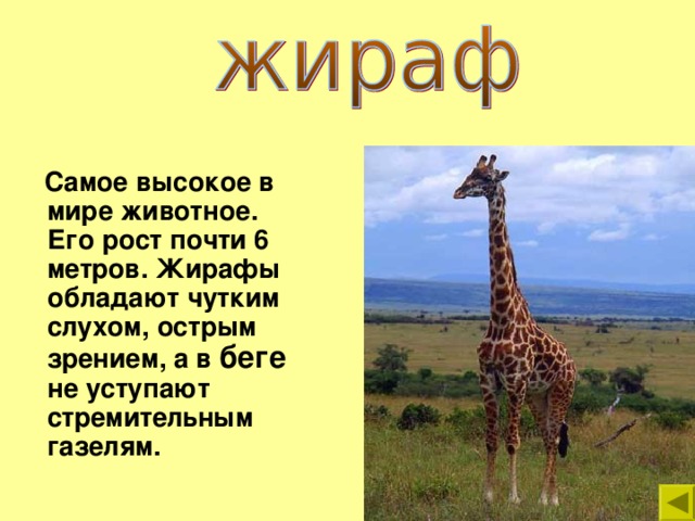 Жираф: описание, среда обитания, чем питается, образ жизни