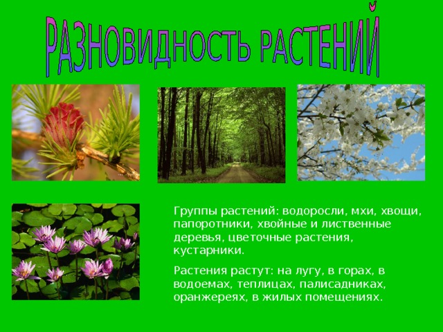 Группы растений: водоросли, мхи, хвощи, папоротники, хвойные и лиственные деревья, цветочные растения, кустарники. Растения растут: на лугу, в горах, в водоемах, теплицах, палисадниках, оранжереях, в жилых помещениях. 