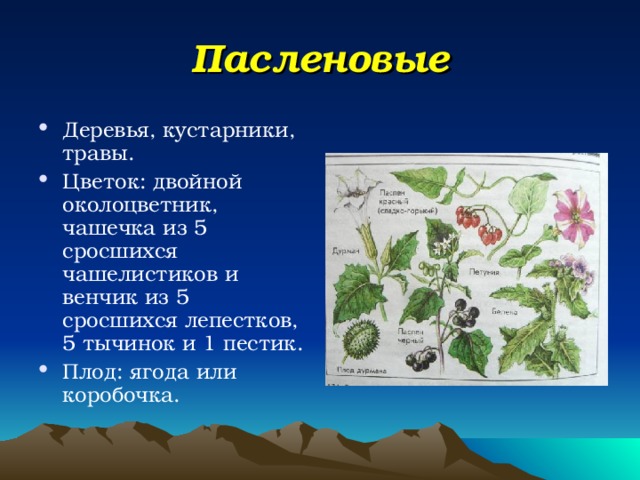 Преобладают деревья и кустарники среди жизненных. Пасленовые деревья. Деревья семейства пасленовых. Пасленовые кустарники. Пасленовые кустарники деревья.