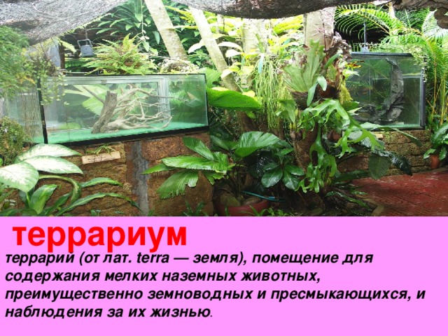 террариум террарий (от лат. terra — земля), помещение для содержания мелких наземных животных, преимущественно земноводных и пресмыкающихся, и наблюдения за их жизнью .