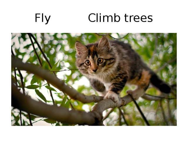 Fly Climb trees 