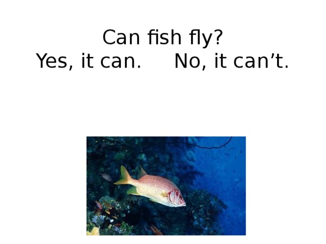 Can fish fly?  Yes, it can. No, it can’t. 