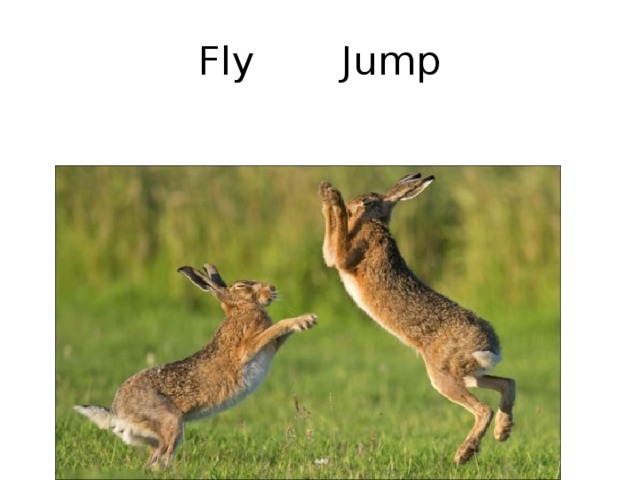 Fly Jump 