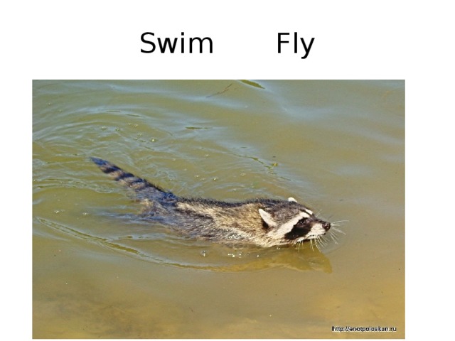 Swim Fly 