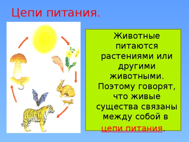 Цепи питания 6 класс презентация