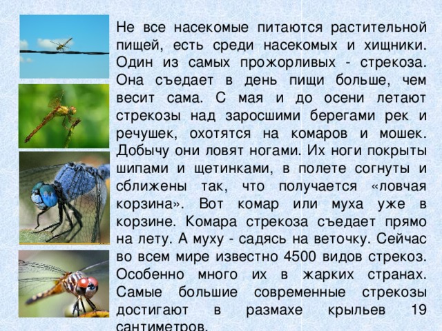 Презентация чем питаются насекомые