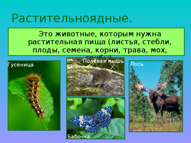 Какие животные растительноядные примеры Презентация по окружающему миру на тему "Кто что ест" 3 класс