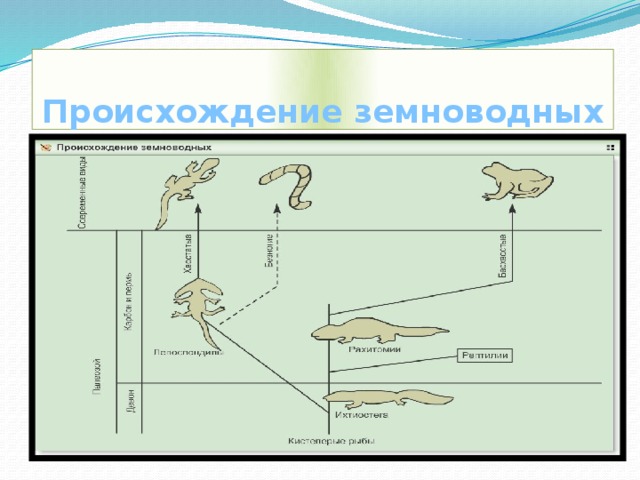 Происхождение земноводных 