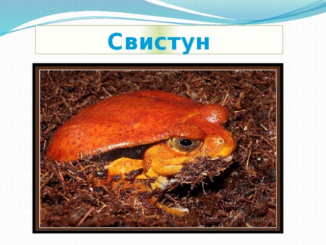 Свистун 