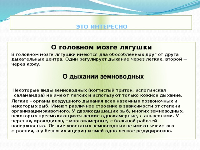   ЭТО ИНТЕРЕСНО О головном мозге лягушки   В головном мозге лягушки имеются два обособленных друг от друга дыхательных центра. Один регулирует дыхание через легкие, второй — через кожу.   О дыхании земноводных   Некоторые виды земноводных (когтистый тритон, исполинская  саламандра) не имеют легких и используют только кожное дыхание.  Легкие – органы воздушного дыхания всех наземных позвоночных и некоторых рыб. Имеют различное строение в зависимости от степени организации животного. У двоякодышащих рыб, многих земноводных, некоторых пресмыкающихся легкие однокамерные, с альвеолами. У черепах, крокодилов, - многокамерные, с большой рабочей поверхностью. Легкие хвостатых земноводных не имеют ячеистого строения, а у безногих ящериц и змей одно легкое редуцировано. 