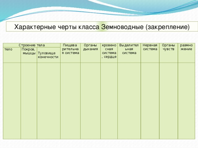 Характерные черты класса Земноводные (закрепление) Строение тела тело Покров,  мышцы Пищева рительная система Туловище конечности Органы дыхания кровеносная система, сердце Выделительная система Нервная система Органы чувств размножение 