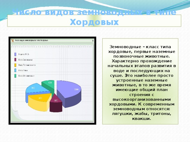 Число видов земноводных в типе Хордовых Земноводные – класс типа хордовые, первые наземные позвоночные животные. Характерно прохождение начальных этапов развития в воде и последующих на суше. Это наиболее просто устроенные наземные животные, в то же время имеющие общий план строения с высокоорганизованными хордовыми. К современным земноводным относятся: лягушки, жабы, тритоны, квакши. 