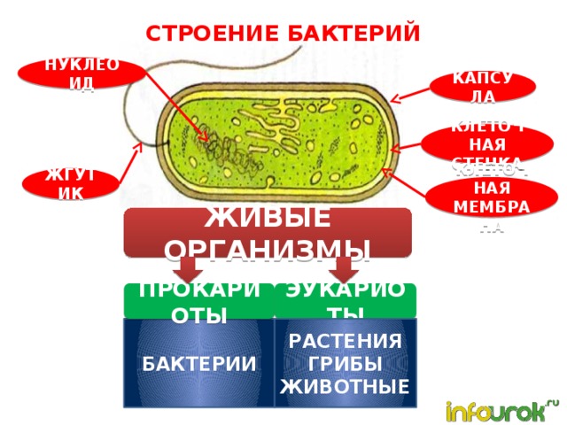 СТРОЕНИЕ БАКТЕРИЙ НУКЛЕОИД КАПСУЛА КЛЕТОЧНАЯ СТЕНКА ЖГУТИК КЛЕТОЧНАЯ МЕМБРАНА ЖИВЫЕ ОРГАНИЗМЫ ЭУКАРИОТЫ ПРОКАРИОТЫ РАСТЕНИЯ  ГРИБЫ  ЖИВОТНЫЕ БАКТЕРИИ 