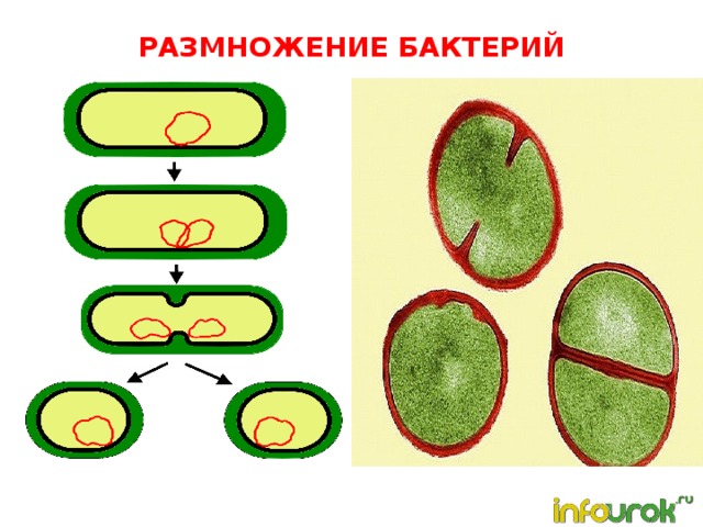 РАЗМНОЖЕНИЕ БАКТЕРИЙ 