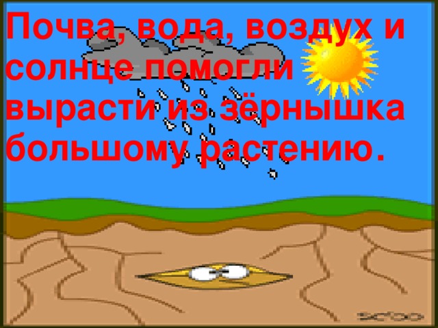 Почва, вода, воздух и солнце помогли вырасти из зёрнышка большому растению.  