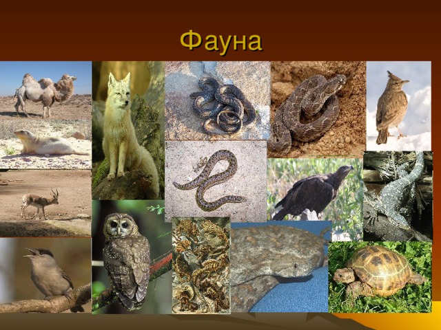 Фауна 