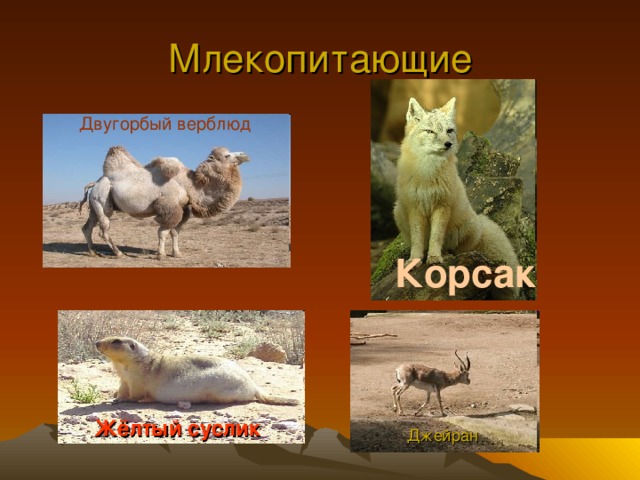 Млекопитающие Двугорбый верблюд  Корсак  Жёлтый суслик  Джейран 