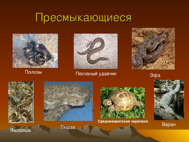 Пресмыкающиеся Полозы Песчаный удавчик Эфа Среднеазиатская черепаха  Варан Гюрза Ящерицы 
