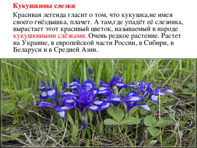 Зеленая книга сибири презентация