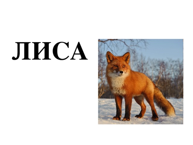 ЛИСА