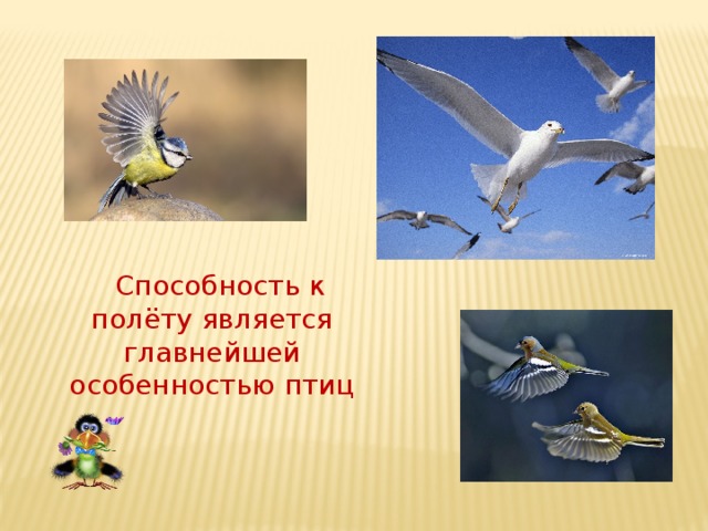  Способность к полёту является главнейшей особенностью птиц 