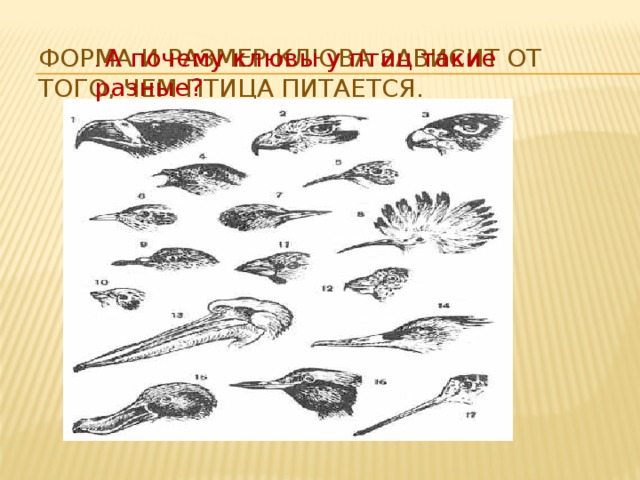 Форма и размер клюва зависит от того, чем птица питается. . А почему клювы у птиц такие разные? 