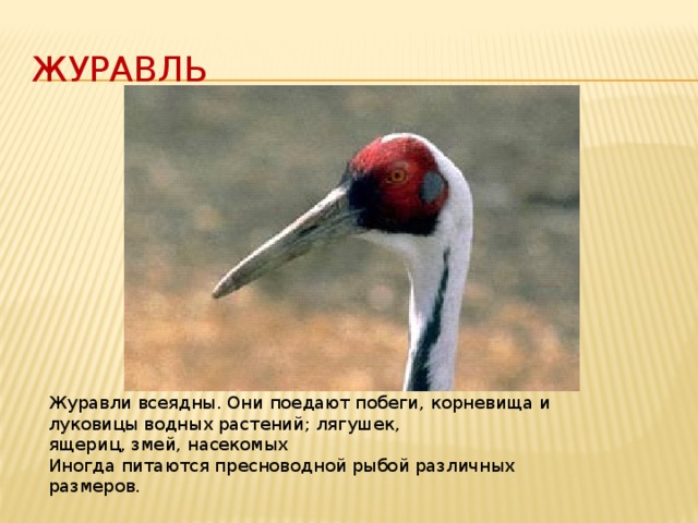Журавль Журавли всеядны. Они поедают побеги, корневища и луковицы водных растений; лягушек, ящериц, змей, насекомых  Иногда питаются пресноводной рыбой различных размеров.   