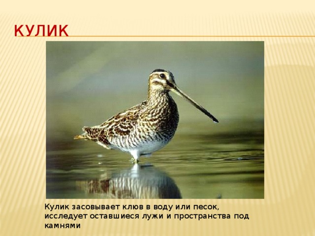 Кулик Кулик засовывает клюв в воду или песок, исследует оставшиеся лужи и пространства под камнями 