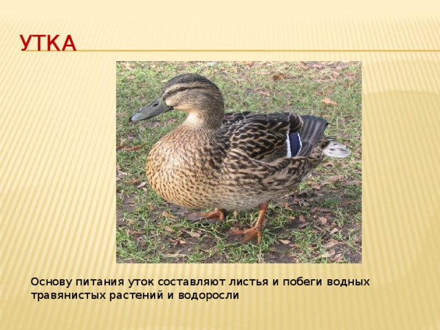 Утка Основу питания уток составляют листья и побеги водных травянистых растений и водоросли 