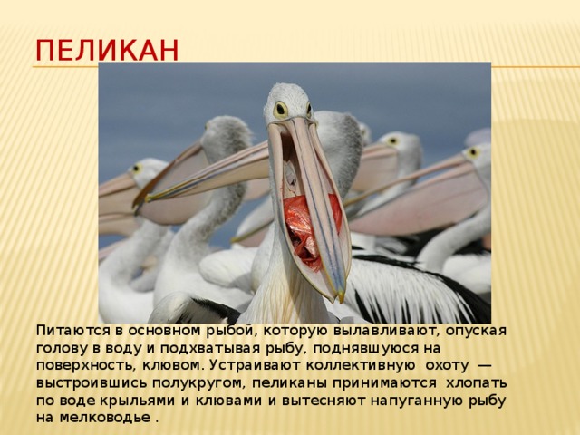 Пеликан Питаются в основном рыбой, которую вылавливают, опуская голову в воду и подхватывая рыбу, поднявшуюся на поверхность, клювом. Устраивают коллективную охоту  — выстроившись полукругом, пеликаны принимаются хлопать по воде крыльями и клювами и вытесняют напуганную рыбу на мелководье . 