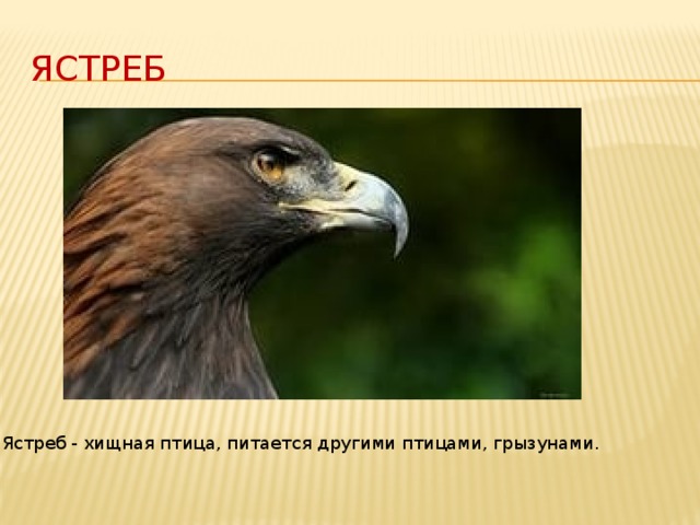 Ястреб Ястреб - хищная птица, питается другими птицами, грызунами. 